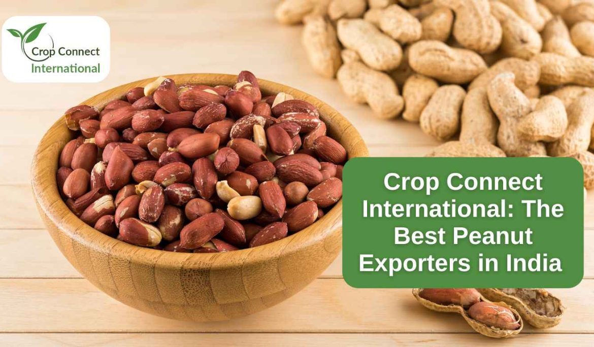 Crop Connect International- The Best Peanut Exporters in India